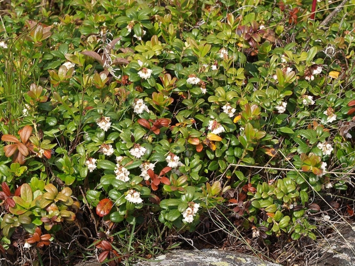 Vaccinium vitis idaea