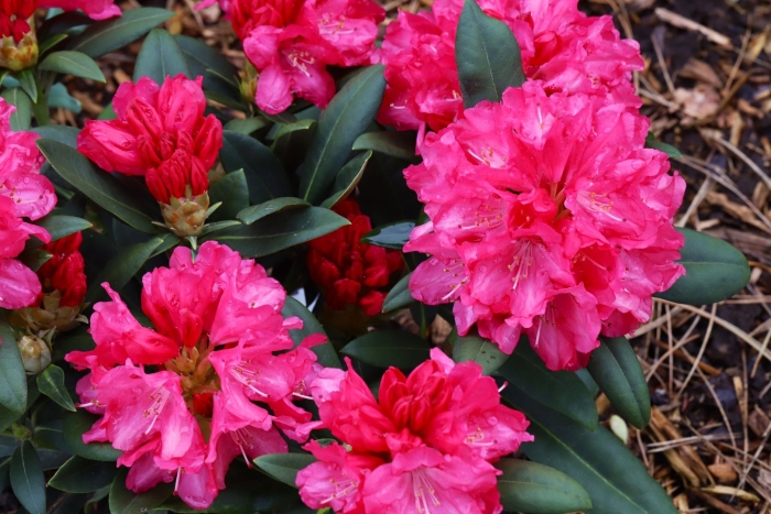Рододендрон гентский