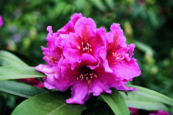 Рододендрон гибридный распутин