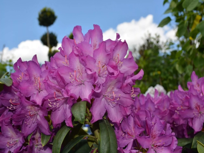 Рододендрон boleslaw chrobry