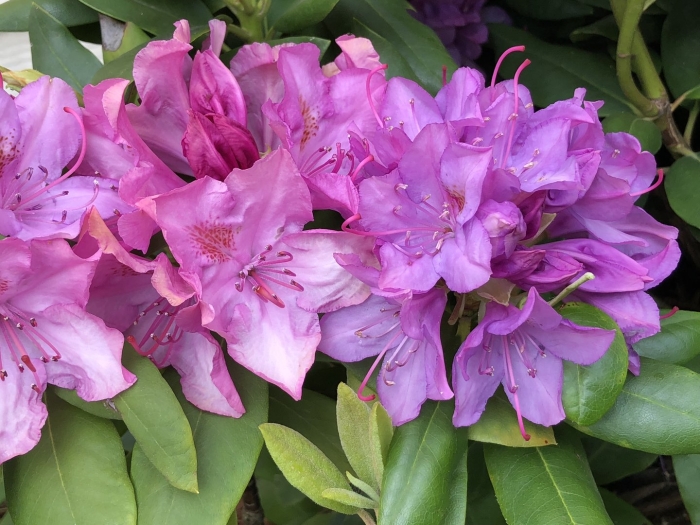 Рододендрон гибридный пурпуреум грандифлорум
