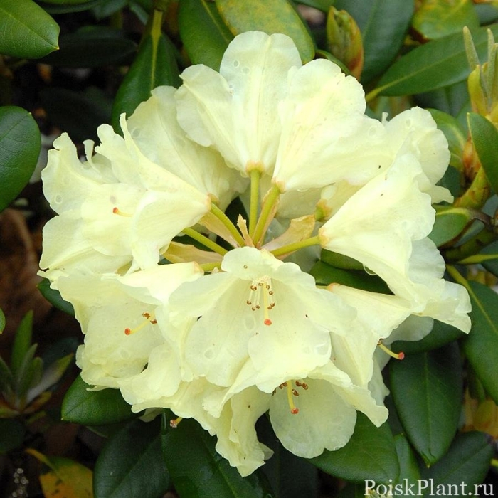 Рододендрон гибридный голдкрон