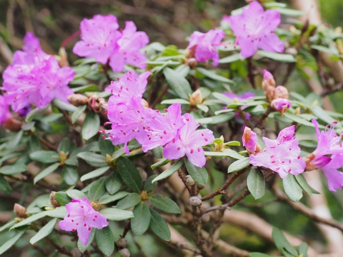 Рододендрон даурский (rhododendron dauricum)