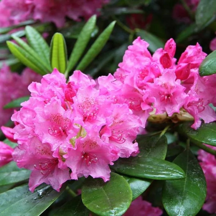 Рододендрон гаага (haaga)