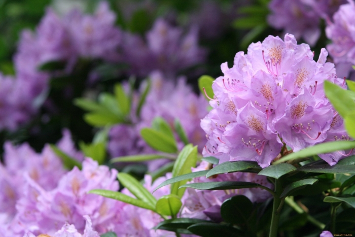 Рододендрон азалия