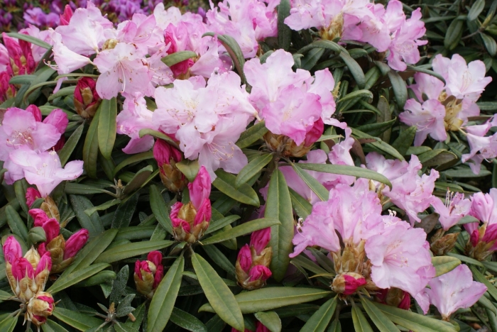 Рододендрон гибридный