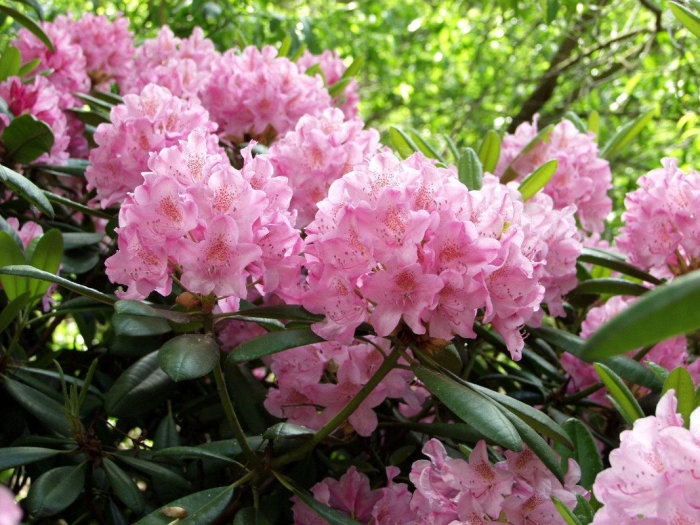 Рододендрон гибридный хельсинский университет