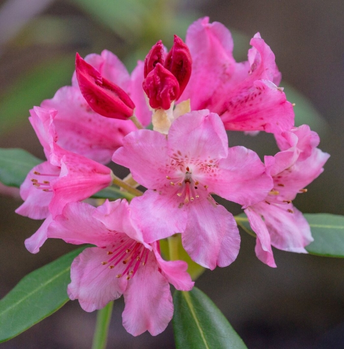 Рододендрон карибия