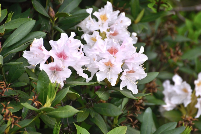 Рододендрон cunningham's white