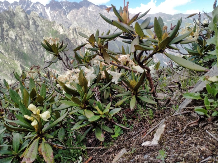 Рододендрон горный кавказский