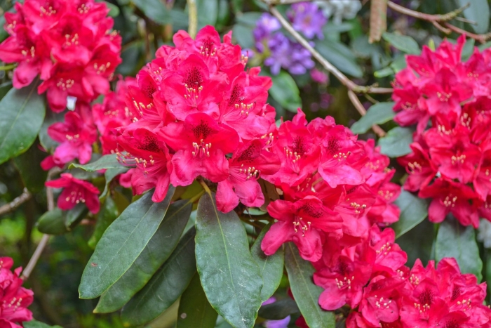 Рододендрон nova zembla