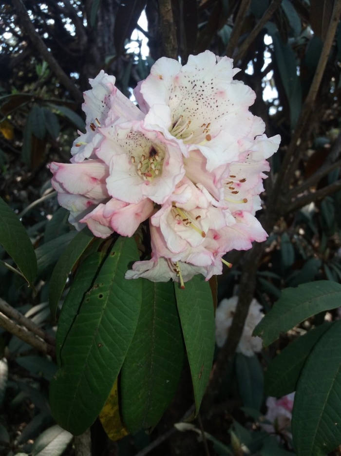 Хлороз рододендронов