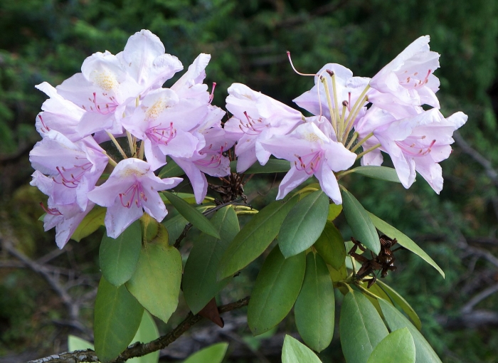 Рододендрон катевбинский грандифлора