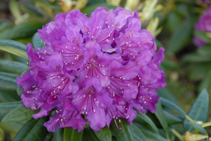 Рододендрон bohlken's lupinenberg