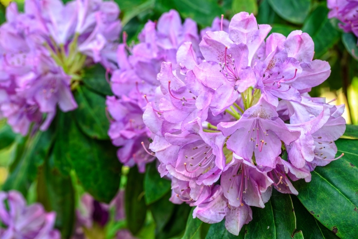 Рододендрон катевбинский грандифлорум