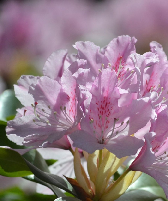 Рододендрон розовый