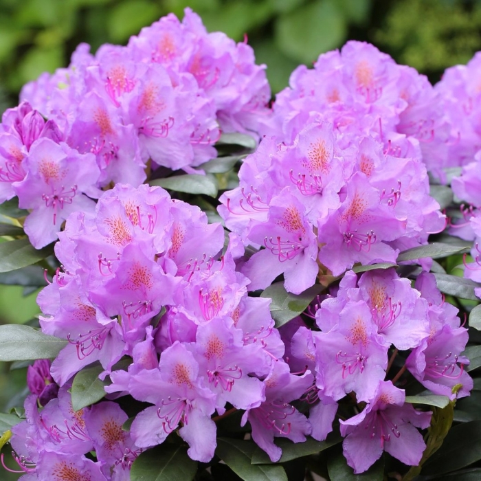 Рододендрон катевбинский грандифлора