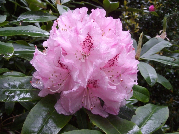 Рододендрон эренгольд