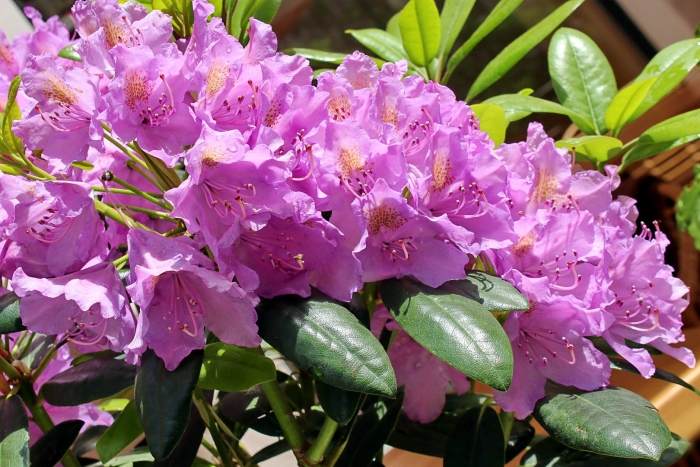 Рододендрон нова зембла