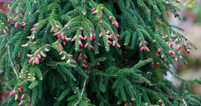 Ауреоспиката ель