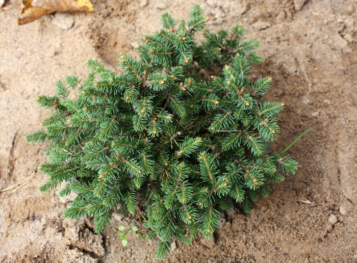 Picea abies