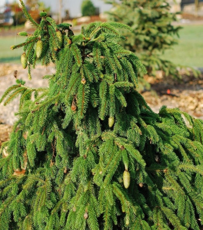Picea abies acrocona