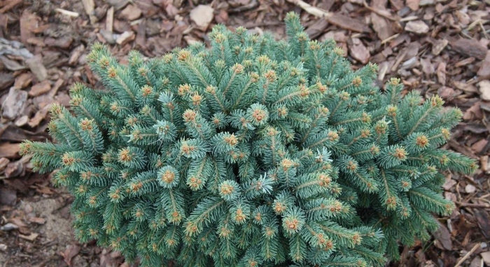 Picea glauca xawery