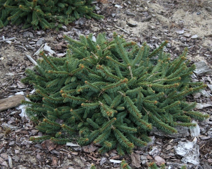 Ель обыкновенная прокумбенс