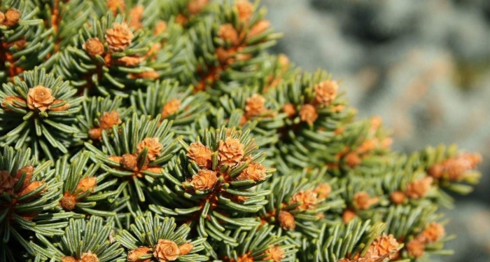 Picea abies svaty jan