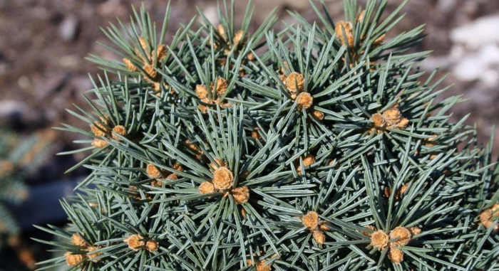 Ель колючая picea pungens