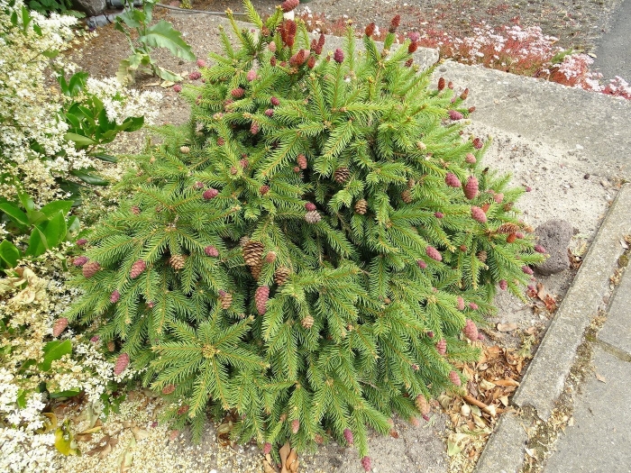 Ель обыкновенная акрокона пуш