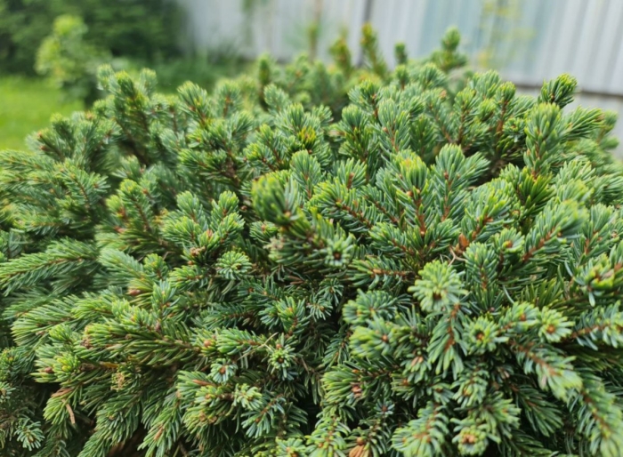 Ель сербская нана