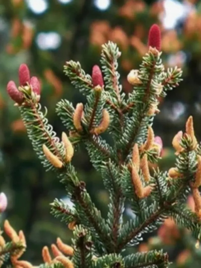 Picea koyamae