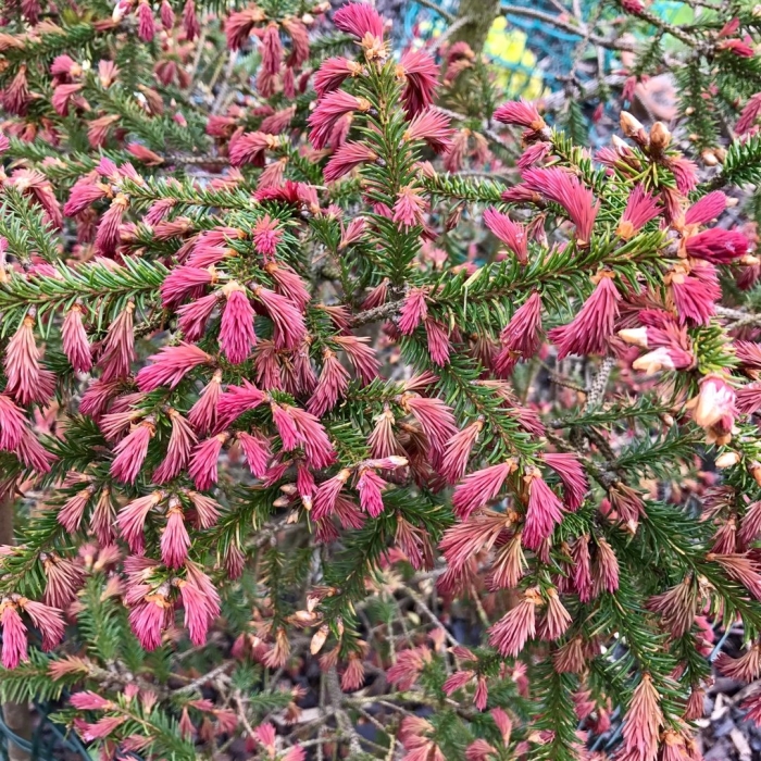 Ель обыкновенная cruenta