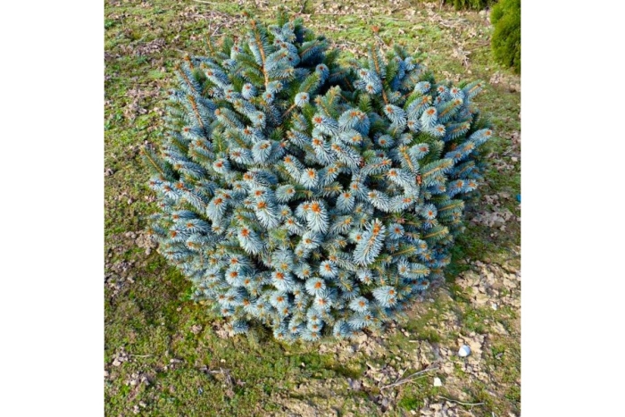 Ель ситхинская silberzwerg