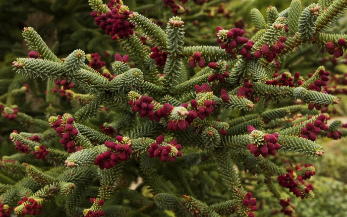 Abies pinsapo fastigiata