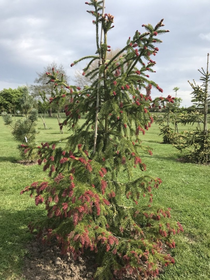 Ель picea abies rydal