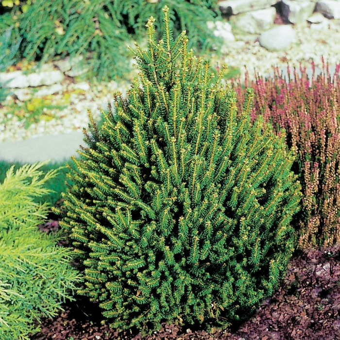 Ель обыкновенная picea abies