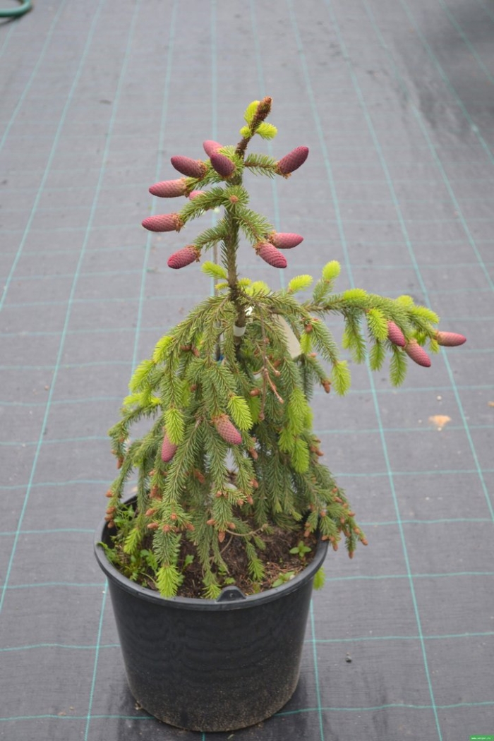 Ель обыкновенная акрокона