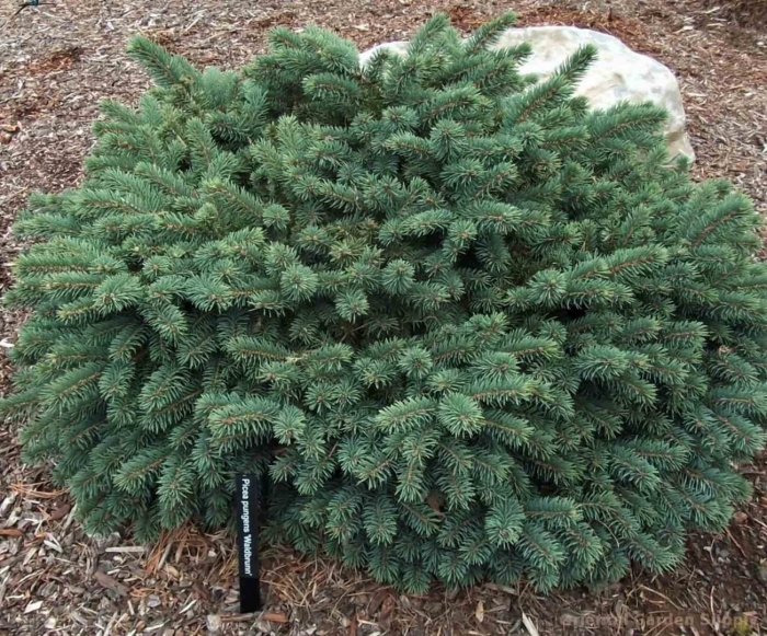Ель колючая вальдбрун