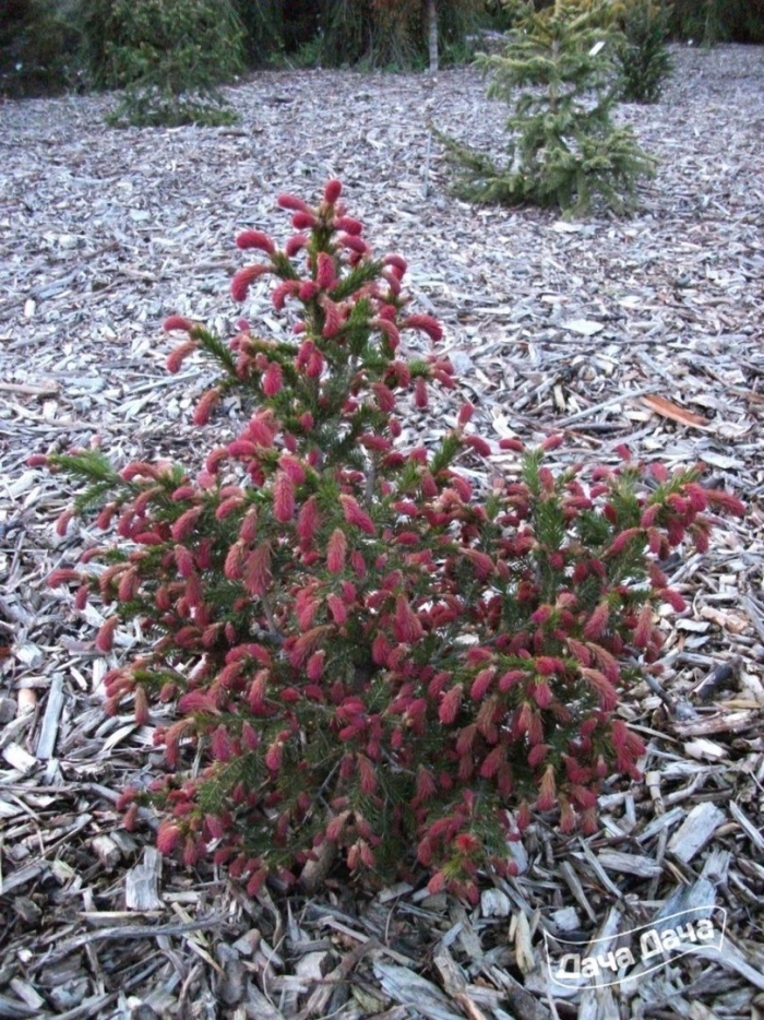 Ель picea abies rydal