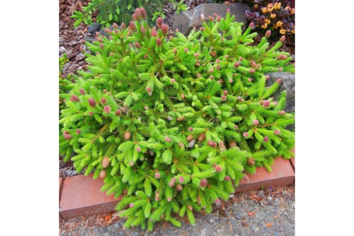 Ель обыкновенная пуш