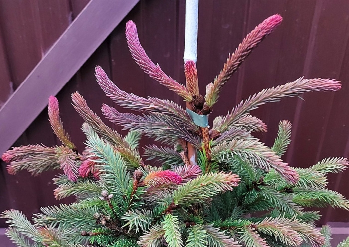 Picea abies 'cruenta'