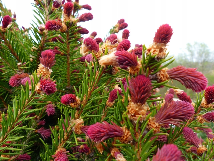 Ель обыкновенная cruenta