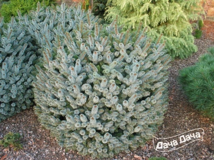 Ель ситхинская папус