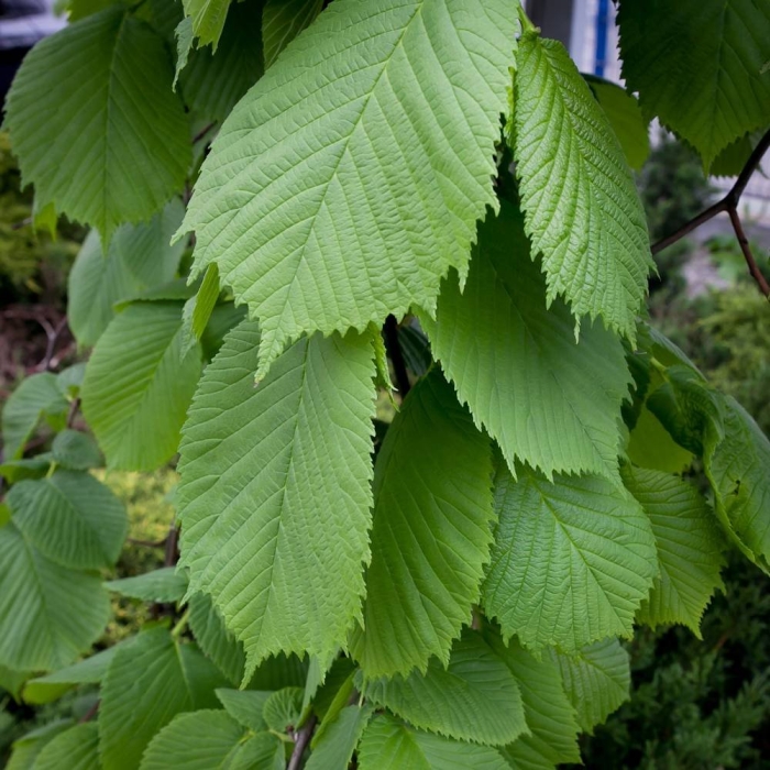 Ulmus glabra вяз