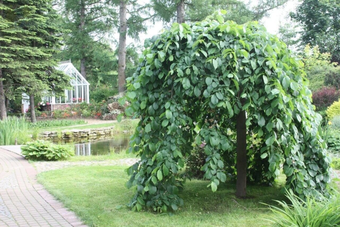 Вяз шершавый пендула