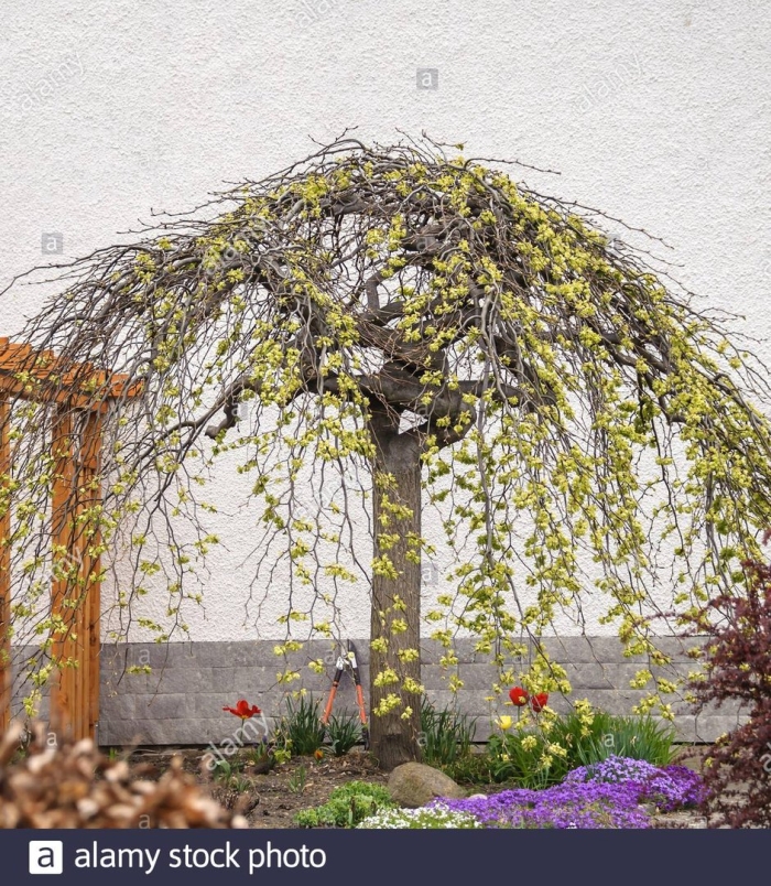 Ива козья пендула (pendula)