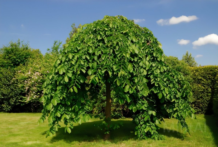 Шелковица плакучая пендула