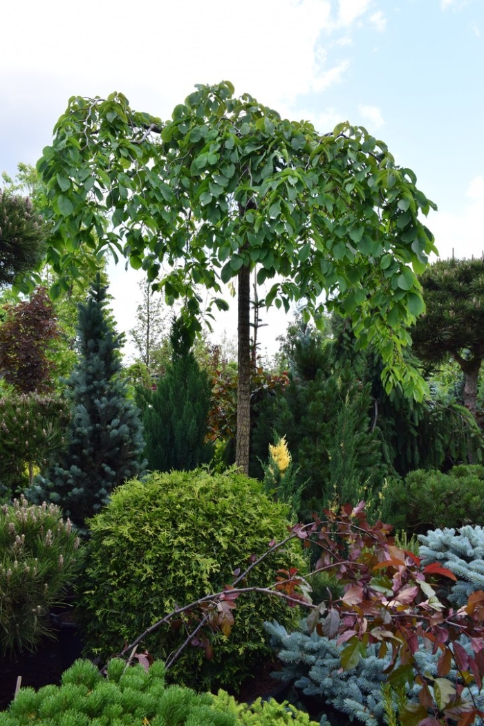 Вяз кампердоуни на штамбе